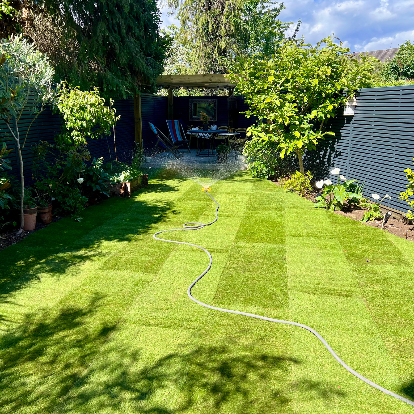 New turf lawn in an Esher garden running between planted borders towards a timber pergola