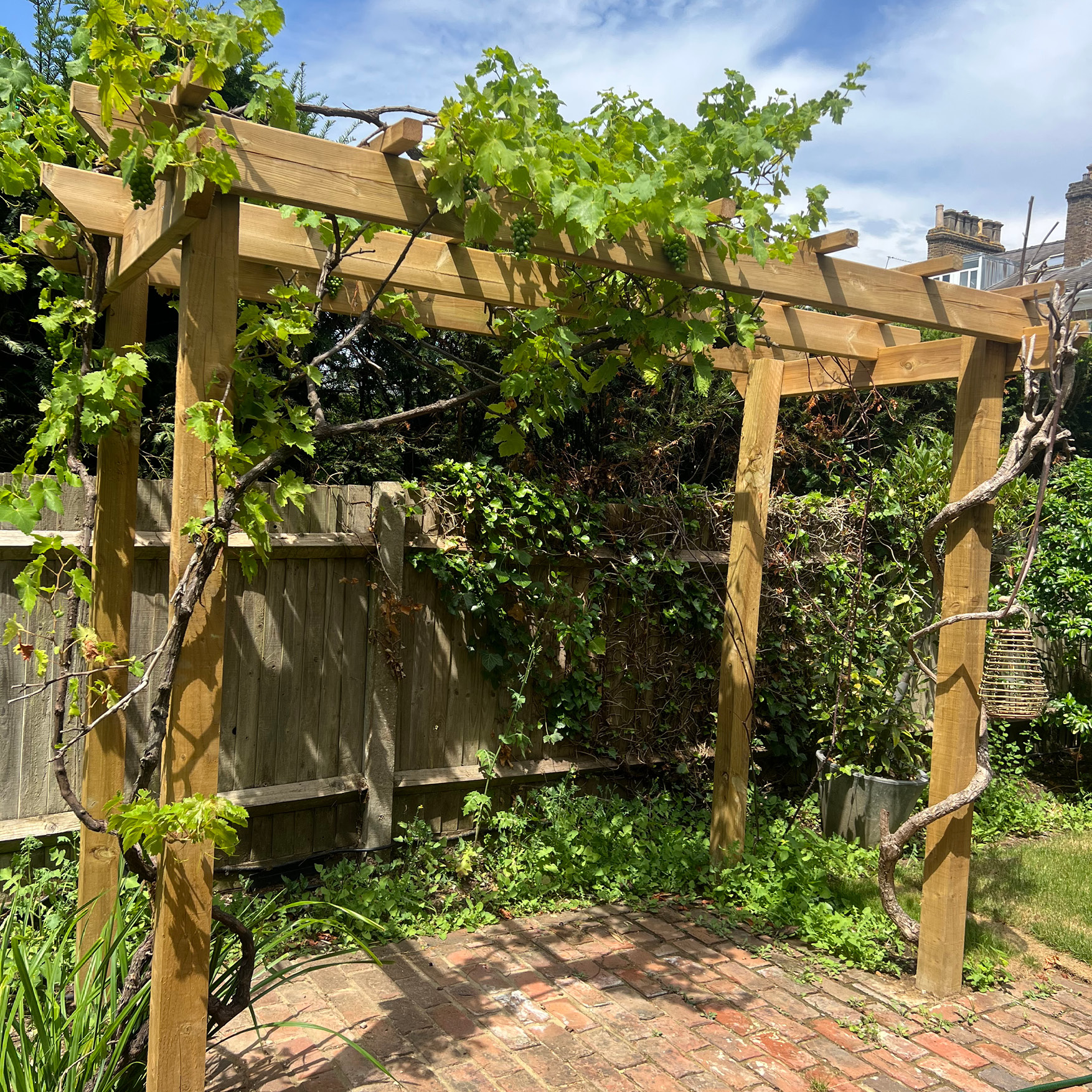 Finished pergola clad in the retained grape vine above the original brick paving