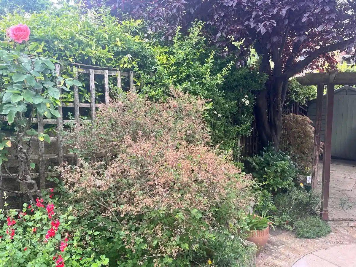 Mature planting kept in place along the boundary, Twickenham