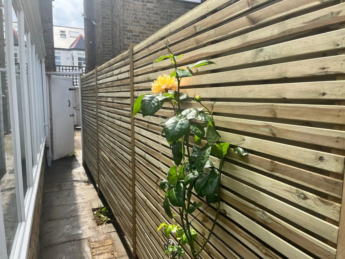 After: double slatted fence along the side passage with a climbing rose trained back on