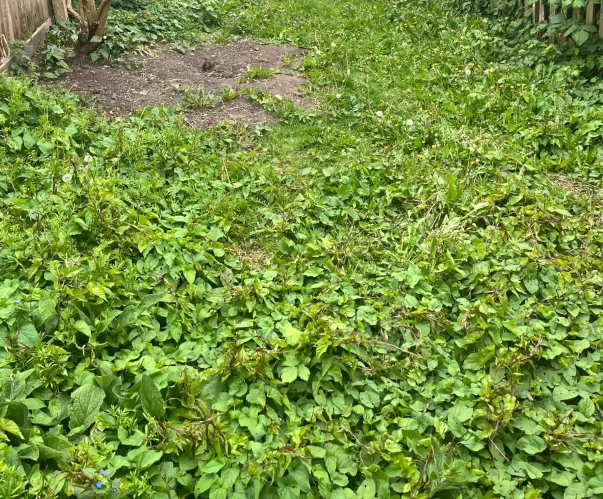 Dense weeds and ground cover where the lawn used to be, Kingston