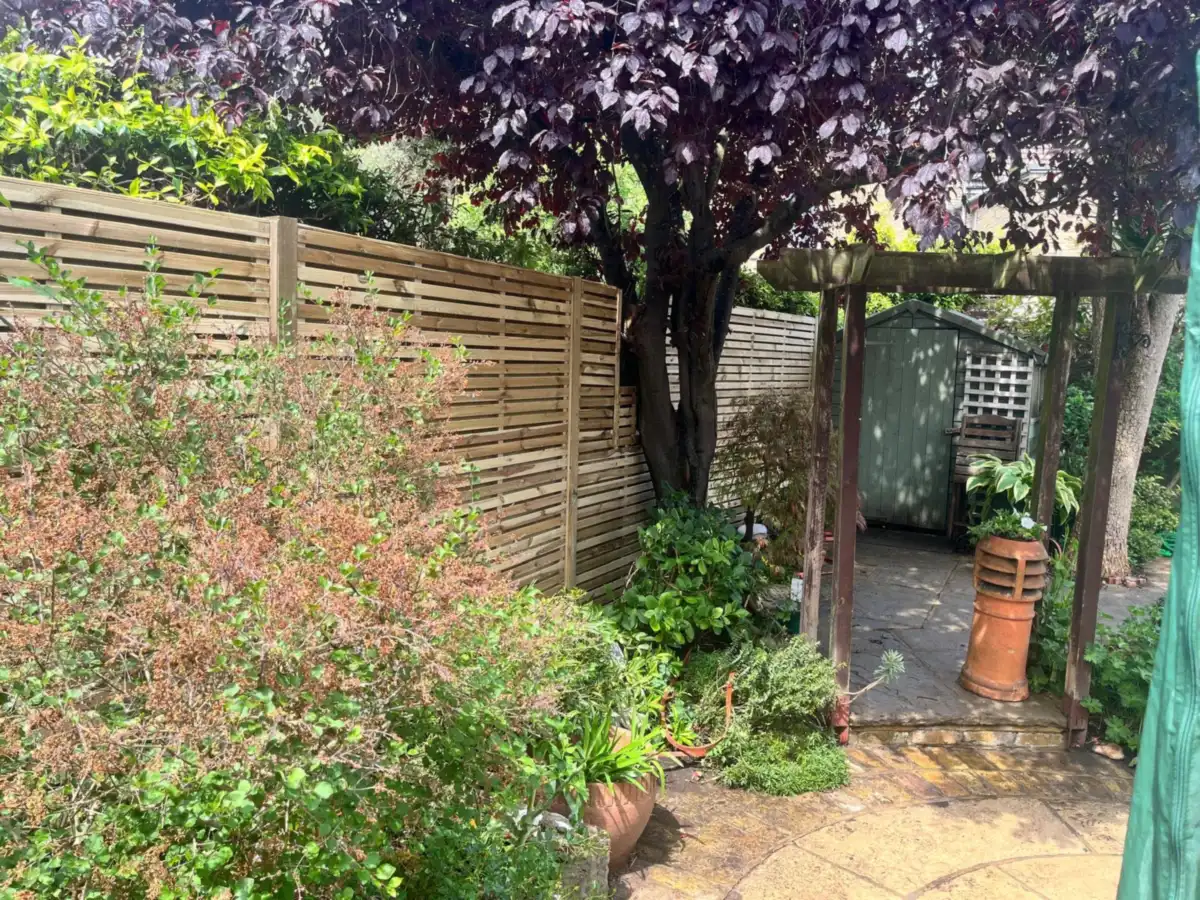 Slatted fencing running behind mature shrubs and a pergola, Twickenham