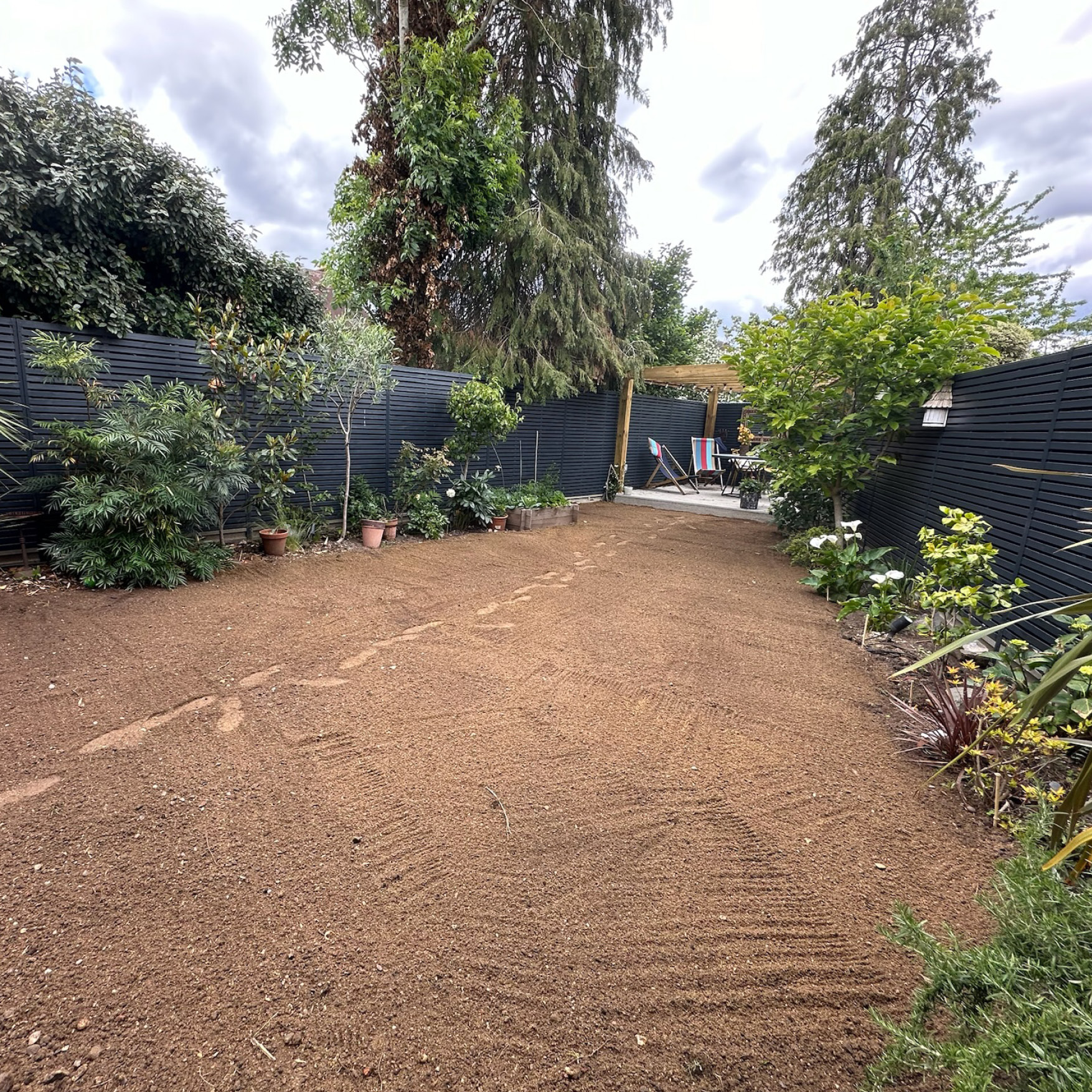 Before: bare graded topsoil where the old patchy lawn was stripped out in an Esher garden
